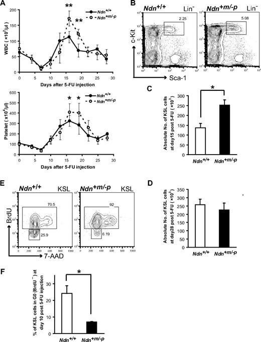 Figure 5. Enhanced hematopoietic recovery in Ndn-deficient mice after 5-FU treatment. (A) Kinetics of hematopoietic recovery in Ndn-deficient mice after myelosuppression with a single dose of 5-FU. Mice were intravenously injected with 5-FU (200 mg/kg), and the number of white blood cells (WBC; top panel) and platelets (bottom panel) were counted at the indicated time. Data shown are representative from 2 independent experiments that gave similar results (n = 10). Error bars represent SD. *P < .05. **P < .01. (B-D) Transient enhanced proliferation of Ndn+m/−p HSCs after 5-FU treatment. Mice were intravenously injected with 5-FU (200 mg/kg) and BM KSL cells analyzed at day 15 and day 28 after 5-FU. (B) Representative FACS profiles of BM KSL cells from Ndn+/+ and Ndn+m/−p mice at day15 after 5-FU injection. (C) The absolute number of KSL cells at day 15 (n = 3). *P = .013. (D) The absolute number of KSL cells at day 28 (n = 3). (E-F) Increased BrdU incorporation (days 7-10) in Ndn+m/−p HSCs after 5-FU treatment. Mice were intravenously injected with 5-FU (200 mg/kg); and 3 days before analysis, mice received an intraperitoneal injection of BrdU (1 mg/6 g of mouse weight) after which BrdU was included in the drinking water (1 mg/mL). BrdU incorporation in BM KSL cells was evaluated using anti-BrdU antibodies. (E) Representative FACS profile of KSL cells at day 10 after 5-FU injection. (F) Mean percentage ± SD of KSL cells in G0 (BrdU−) at day10 after 5-FU injection (n = 3). *P = .038.
