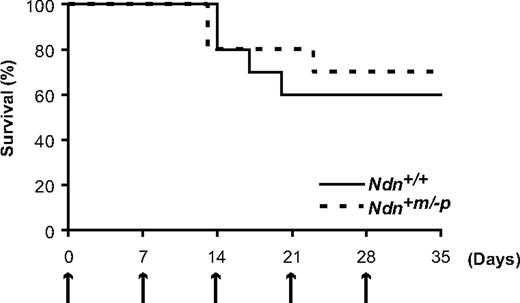Figure 6. HSC exhaustion does not occur in Ndn-deficient mice. Response of Ndn+m/−p mice to sequential 5-FU treatment demonstrates a normal sensitivity to repetitive myelotoxic stress. Mice were intraperitoneally injected with 5-FU (150 mg/kg) weekly, and survival was monitored daily. Survival data were analyzed by a log-rank nonparametric test and shown as Kaplan-Meier survival curves (P = .71, n = 10).