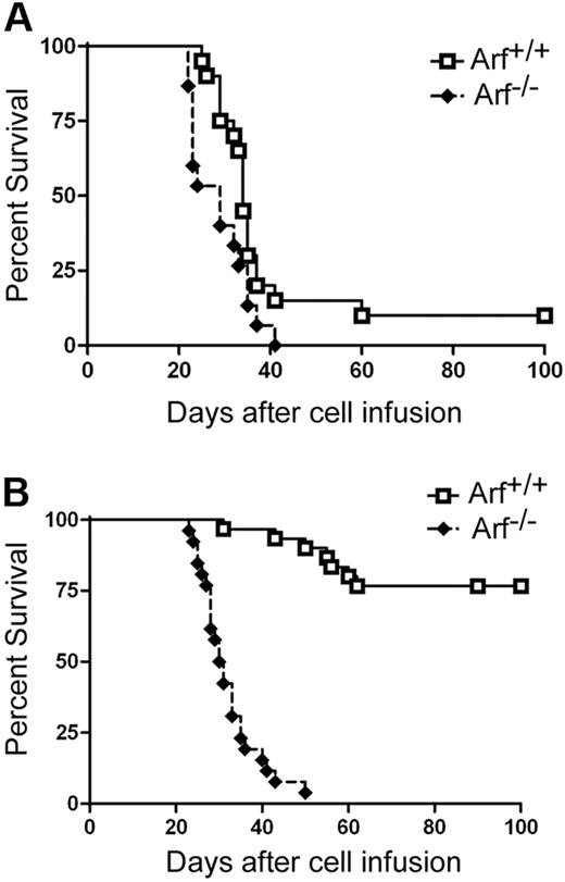 Figure 2. Survival curves of recipient mice developing T-ALL. Survival curves are shown for cohorts of healthy nonirradiated C57BL/6 mice injected with cultured (day-12) ICN1+ cells derived from the bone marrow of 5-FU–conditioned mice (A) or unfractionated thymocytes (B) of the indicated Arf genotypes. (A) Twenty recipients of Arf +/+ and 15 recipients of Arf −/− bone marrow–derived cells in 2 experiments had a median survival of 34 days and 29 days, respectively. The differences in latency are statistically significant (P = .02 by log-rank test). (B) In 3 experiments, all but 7 of 30 recipients of Arf +/+ thymus-derived cells did not develop T-ALL, whereas 25 of 26 recipients of Arf −/− cells died of disease with a median survival of 30.5 days. Differences in latency are highly significant (P < .001 by log-rank test).