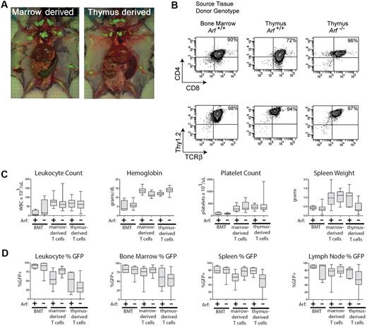 Figure 3. T-ALLs arising from cultured ICN1+ cells have similar disease phenotypes whether derived from bone marrow or thymocytes. (A) Moribund mice were killed, dissected, and photographed. Images were captured with a Nikon Coolpix 5200 camera (Nikon) in ambient room light and through a Tiffen 15 deep yellow filter (Tiffen) under fluorescent illumination provided by an Illumatool light source (Light Tools Research). The images were merged using Photoshop 7.0 software (Adobe Systems). Recipient animals developed T-ALL with hepatosplenomegaly and extensive invasion of lymph nodes with GFP-marked leukemic cells. Representative recipients of marrow-derived cells (left panel) and of thymocyte-derived cells (right panel) are depicted. (B) Like irradiated animals that received bone marrow transplants of ICN1-transduced, but uncultured, donor cells, the T-ALLs arising in nonirradiated mice largely coexpressed CD4 and CD8, though some T-ALLs had a CD8 single-positive subpopulation, as well. No consistent variations in representative immunophenotypes of leukemic cells taken from different tissues or derived from Arf +/+ or Arf −/− donors were seen. The remaining panels (C-D) compare clinical parameters of T-ALLs arising in irradiated animals undergoing conventional bone marrow transplantations (BMTs) with those of recipient mice that received cultured day-12 ICN1+ bone marrow–derived or thymus-derived cells. Clinical hematologic measurements including a comparison of total white blood cell counts, hemoglobin concentration, platelet count, and spleen weights are shown in panel C, whereas the percentages of GFP-marked cells in various tissues are shown in panel D. The broad horizontal bars indicate median values, the gray bars delineate the upper and lower quartiles, and the whiskers indicate the overall range of readings.