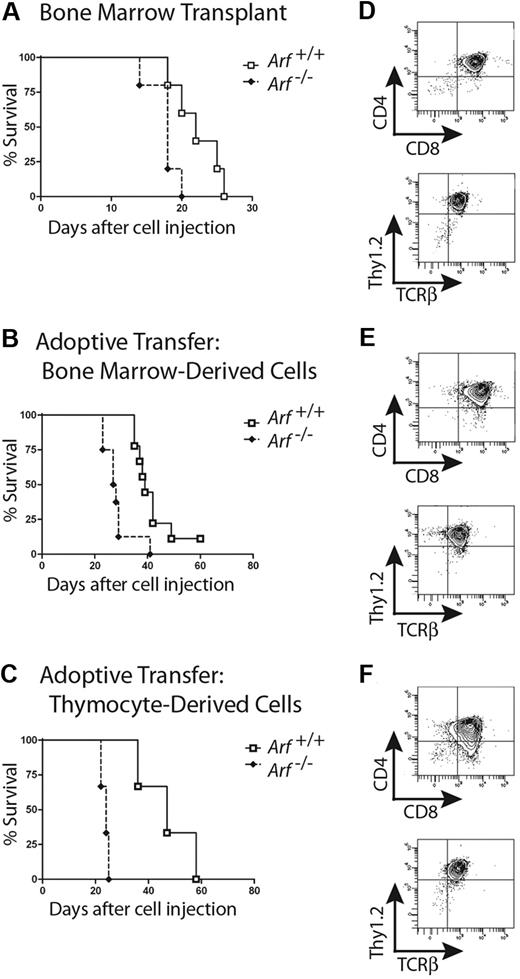 Figure 4. Athymic nude mice develop CD4+/CD8+ T-ALLs when infused with ICN1-expressing cells. Survival curves are shown for cohorts of irradiated nude mice infused with noncultured ICN1+ bone marrow–derived cells (A; 5 mice/group; P = .03 by log-rank test), nonirradiated nude mice infused with ICN1+ bone marrow–derived cells after 12 days of culture (B; 9 Arf +/+, 8 Arf −/− recipient mice, P = .002), and nonirradiated nude mice infused with cultured ICN1+ thymus-derived cells (C; 3 mice/group, P = .02). Representative immunophenotypes of T-ALLs arising in each experiment are depicted in panels to the right of the corresponding survival curves (D-F). Although all leukemias had a dominant CD4+/CD8+ population, several also had CD8 single-positive subpopulations.