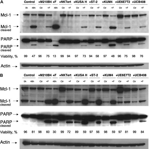 Figure 7. Mcl-1 and PARP expression in CLL cells cocultured with MSCs. CLL cells were cultured with the MSC lines displayed on the top horizontal axes or in suspension (“Control”) for 48 hours with or without 10 μM F-ara-A (labeled “Ctr” or “+F,” respectively). Then, cleaved and uncleaved Mcl-1 and PARP were analyzed by Western blotting, and the respective immunobands are indicated on the left-hand side. Cell viability for each condition was measured by flow cytometry, and the percentage of viable cells is displayed below each of the blots. In most cases, MSCs coculture up-regulated Mcl-1 and PARP expression compared with CLL cells in suspension (control at 48 hours vs the “Ctr” bands in the presence of MSCs). Suspension culture of CLL cells results in spontaneous apoptosis, with associated Mcl-1 and PARP cleavage (panels A-B 2nd lane from the left), which was paralleled by a decrease in CLL cell viability from 99% to 47% in panel A and from 96% to 81% in panel B. Treatment with fludarabine resulted in cleavage of the majority of Mcl-1 and PARP in the absence of MSCs (panels A-B 5th lane from the left). This was largely inhibited, sometimes almost abrogated (eg, panel A lanes 6-7) by the presence of MSCs. Displayed are Western blots of CLL B-cell lysates from 2 representative patients (A-B).