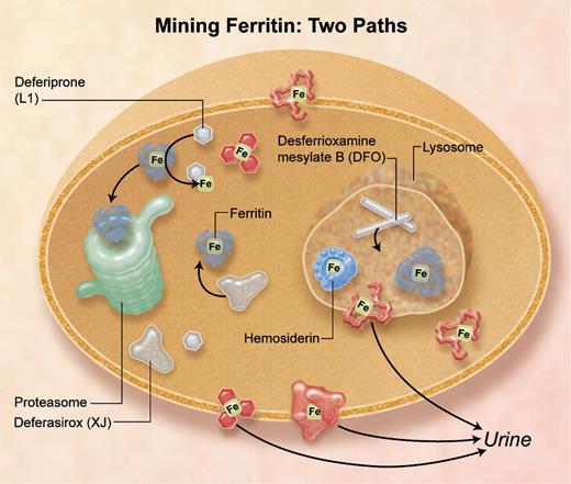Iron chelators that enter cells by different pathways remove iron from different subcellular compartments: deferasirox and deferiprone target cytosolic ferritin iron, and desferrioxamine mesylate targets lysosomal ferritin iron increased by stimulated autophagy, and damaged ferritin (hemosiderin) iron.4 Professional illustration by A. Y. Chen.