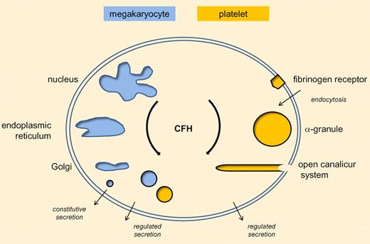 Pathways for CFH accumulation and secretion in megakaryocytes and platelets.