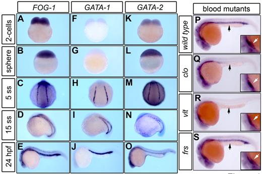 Figure 1. FOG-1 expression pattern during early hematopoiesis. The expression pattern of FOG-1 and GATA factors was visualized by WISH during zebrafish embryonic development (A-O). The maternal expression of FOG-1 (A-B) and GATA-2 (K-L) transcripts is initially noted at the 2-cell and sphere stages. The zygotic expression pattern of FOG-1 in the blood island is coincident with the expression of GATA-1 and GATA-2 in the LPM (C,H,M) and the ICM (D-E,I-J,N-O). FOG-1 is highly expressed in the ICM and neural tissues of a wild-type embryo at 24 hpf (P). Mutants involved in defective formation of hematopoietic (cloche, clo; Q) or erythroid progenitors (vlad tepes, vlt; R) are deficient in the expression of FOG-1 in the ICM (black arrow), whereas expression in the heart is preserved (white arrow, inset magnification). The expression of FOG-1 in the ICM is normal in a mutant with a defect in late erythroid maturation (frascati, frs; S).