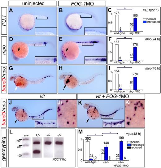 Figure 5. FOG-1 is required for myelopoiesis in developing zebrafish. Uninjected control embryos (A,D,G), FOG-1 MO-injected embryos (B,E,H), vlt mutants (J), and vlt mutants injected with FOG-1 MO (K). Lateral views of embryos fixed at 22 and 24 hpf were processed by single-labeled WISH to reveal the expression of the myeloid markers, PU.1 (A-B) and mpo (D-E), respectively. Lateral views of embryos fixed at 48 hpf were processed by double-labeled WISH to reveal the expression of the myeloid-specific marker mpo (purple) and the erythroid-specific marker band3 (red; G-H,J-K). Black arrow indicates myeloid cells; white arrow, erythroid cells. Higher magnification views of the ICM (square bracket, D-E) and the ducts of Cuvier on the yolk (Ji-Ki). Loss of FOG-1 function results in an increased expression of myeloid-specific markers, PU.1/mpo (A-F) and decreased expression of the erythroid-specific marker, band3 (G-H). Mutation in the GATA-1 gene causes an increase in the number of mpo+ cells in the vlt mutants compared with wild-type embryos. Injection of FOG-1MO in vlt further expands mpo+ cells compared with vlt control embryos (compare J with K). Genotyping of injected embryos (FOG-1 MO) with increased myeloid markers was performed to verify their vlt (−/−) genotype (L). Bars represent quantification of the normalized phenotypes (mean ± SD) with the numbers of embryos analyzed in each category indicated above the bars (C,F,I,M). White, blue, and black bars represent embryos with normal, increased, and reduced expression for myeloid markers, respectively. Results were derived from 3 independent experiments. The statistical significance, marked by lines for each paired conditions, was analyzed using analysis of variance: *P < .001; **P < .05.