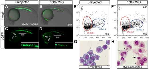 Figure 6. Loss of FOG-1 expands myelopoiesis at the expense of erythropoiesis. Lateral views at 24 hpf of Tg(GATA-1:eGFP) embryos uninjected (A,C) or injected with FOG-1MO (B,D). White arrows indicate eGFP expression in the myeloid precursor cells (m); square bracket, ICM expression in insets (C-D). Gated erythroid (red circle) and myeloid cells (blue circle) are shown using forward (FSC) and side scatter (SSC) flow cytometry (E-F). The eGFP+ cells were purified by fluorescence-activated flow cytometry (G-H). Histologic analysis of sorted eGFP+ cells from FOG-1 morphants shows myelomonocytic (H asterisks) and dyserythropoietic morphology (H arrows); in comparison, the sorted cells from control embryos are predominantly erythroblasts (G). A representative from 3 independent experiments is shown. Populations of cells within the gate are enumerated as mean percentages of total cells ± SD, showing statistically significant differences (*P < .05; E-F).