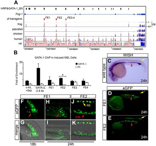 Figure 7. Conserved cis-enhancer fragment regulates the expression of FOG-1 in zebrafish blood and heart. Cis-regulatory modules in the mouse FOG-1 locus on chromosome 8 are compared with other vertebrates (A). The high regulatory potential (hi-RP) and GATA-binding sites (GATA-1_BS) are represented as black boxes (hiRP&GATA-1_BS), the exons as blue boxes, the FOG-1 enhancer candidates (FE1-FE4) as red boxes, and the conservation score as “CS.” These 4 FE fragments were interrogated for in vivo GATA-1–binding activity using ChIP assay and real-time PCR (B). The relative occupancy levels of GATA-1 are indicated by the fold enrichment at each of the sites shown, normalized to levels at the negative control region (2 kb 5′ to the GATA-1 gene enhancer HS1). The bar graphs represent quantification (mean ± SD) for GATA-1 binding (3 independent experiments) using nuclear extracts from differentiated MEL cells. The mouse GATA-2 (GATA-2, −2.8 kb) and the c-kit (c-kit, + 5 kb) promoters were used as positive controls for GATA-1 occupancy.30 *The only significant GATA-1 occupancy in the FOG-1 locus at the FE2 site (P < .001). PI indicates the preimmune sera control. WISH shows endogenous expression of FOG-1 mRNA in the intraembryonic blood island (ICM, red arrow) and Rohon-Beard neurons (yellow arrow) (C). The FE1 from mouse (D,F-G) and zebrafish (H-I) robustly drives the expression of eGFP in the ICM (red arrow), but only FE2 from either zebrafish or mouse is expressed in Rohon-Beard paraspinal neurons (E,J-K and yellow arrows in E,J). The developmental stages are properly indicated.
