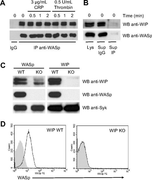 Figure 1. WIP-WASp complex in platelets. (A) WT mouse platelets were activated with 3 μg/mL CRP or 0.5 U/mL thrombin for 0, 0.5, 1, and 2 minutes at 37°C as indicated. WASp was immunoprecipitated with mouse antibody B9. Immunoprecipitates were subjected to SDS-PAGE and probed with rabbit anti-WIP antibody C45 or anti-WASp antibody B4, as indicated. A control mouse IgG was used as negative control for specificity. (B) Platelet lysates before and after immunoprecipitation with anti-WASp antibody B9 or an isotype control were probed for WASp and WIP, as indicated. (C) Lysates corresponding to 4 × 106 WT, WASp KO, and WIP KO platelets were subjected to SDS-PAGE and probed with anti-WIP antibody C45 and anti-WASp antibody B4, as indicated. Anti-Syk probe was used as a control for loading. (D) WT and WIP KO platelets were probed with PE-labeled mouse anti-WASp antibody B9 (open) or an isotype control (shaded).