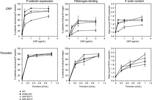 Figure 4. Functional defects in WIP KO platelets. WT, WASp KO, WIP KOlow, and WIP KOhigh platelets were activated with increasing concentrations of CRP or thrombin for 2 minutes at 37°C, as indicated. Platelets were then incubated with an FITC-labeled anti–mouse P-selectin antibody or with Oregon Green 488–labeled fibrinogen, and analyzed by flow cytometry. Results are percentage of positive platelets compared with rest and represent the mean ± SE of 4 independent experiments. Resting and activated platelets were fixed, permeabilized, stained with TRITC-labeled phalloidin, and analyzed by flow cytometry. Results are the ratio between the fluorescence of activated versus resting platelets and represent the mean ± SE of 3 independent experiments.