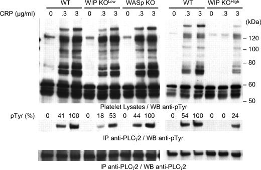 Figure 5. Protein tyrosine phosphorylation in CRP-stimulated platelets. WT, WASp KO, WIP KOlow, and WIP KOhigh platelets were activated with 0.3 or 3 μg/mL CRP for 2 minutes at 37°C as indicated. Platelet lysates and anti–PLC-γ2 immunoprecipitates were subjected to SDS-PAGE and probed with the anti-phosphotyrosine antibody 4G10. The membrane was stripped and probed with anti–PLC-γ2 antibody as loading control. Results are percentage of PLC-γ2 tyrosine phosphorylation compared with WT platelets stimulated with 3 μg/mL CRP and are representative of 3 independent experiments.