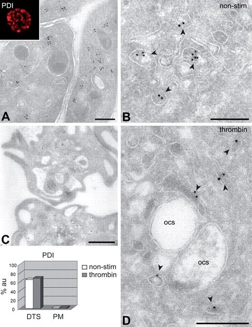 Figure 1. Subcellular localization of PDI. Fixed nonstimulated and stimulated platelets were prepared for IEM. Immunogold labeling was carried out on frozen thin sections using 10-nm protein A gold conjugates, following standard procedures. Electron micrographs were obtained with a JEOL 1200EX electron microscope. For IF, platelets were allowed to settle on poly-L-lysine–coated coverslips, and PDI was detected after permeabilization with 0.5% Triton X-100. IF images were recorded on a Leitz DMIRB fluorescence microscope, interfaced with a Leica TCSNT confocal laser scanning microscope, using a 63×/1.4 Plan-Apo objective. (A-B) Nonstimulated platelets. Immunogold labeling with 2 different antibodies (panels A and B, respectively) gives the same results. indicate PDI localization within electron-dense tubular membranes. (Inset) Confocal image of endogenous PDI localization in permeabilized resting platelet. (C-D) Activation with 0.5 U/mL thrombin showing platelet shape change and loss of α-granules. No release of PDI to the OCS or translocation to the cell surface is observed. (Bottom left) Semiquantitative analysis of the endogenous PDI distribution. Secondary markers were rabbit anti–mouse Cy3 (IF) and 10-nm protein A gold (IEM). α indicates α-granules. Scale bars represent 500 nm (A,C) or 200 nm (B,D).
