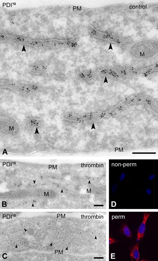 Figure 2. PDI expression in HUVECs is strictly intracellular. HUVECs were grown in 48-well plates. Second- or third-passage cells were fixed with 3% paraformaldehyde (IF) or 2% paraformaldehyde + 0.2% glutaraldehyde (IEM) using standard procedures. Electron micrographs were obtained with a JEOL 1200EX electron microscope. (A) Nonstimulated HUVECs. Immunogold labeling with monoclonal PDI-1. (B-C) HUVECs stimulated with 0.5 U/mL thrombin for 60 minutes. Immunogold labeling with monoclonal anti-PDI-1 (B) and polyclonal anti-PDI (C). indicate PDI localization within the cisternal lumen of the endoplasmic reticulum. (D-E) IF staining of thrombin-stimulated HUVECs using monoclonal anti–PDI-2. IF images were recorded on a Leitz DMIRB fluorescence microscope, interfaced with a Leica TCSNT confocal laser scanning microscope, using a 63×/1.4 Plan-Apo objective. (D) Nonpermeabilized cells. (E) Permeabilized cells. PM indicates plasma membrane; and M, mitochondria. Scale bars represent 200 nm.