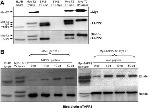 Figure 1. Immunoprecipitation and elution of TAPP2. Protein extracts from BJAB B-lymphoma cells or BJAB cells expressing myc-tagged TAPP2 were immunoprecipitated and blotted as indicated. (A) Rabbit anti-TAPP2 can immunoprecipitate (IP) and blot endogenous TAPP2 or myc-tagged TAPP2. IP antibodies are indicated above each lane and blotting antibodies are indicated on the right of each blot. Note the first 2 lanes are whole-cell lysates from the indicated cell line (106 cells per lane), whereas IP lanes represent proteins precipitated from 10 × 106 cells per lane. (B) Elution of TAPP2 using epitope peptide competition. (Left) BJAB extracts were subjected to immunoprecipitation with anti-TAPP2 Ab followed by incubation with various concentration of TAPP2 epitope peptide to elute endogenous TAPP2 from the Ab. (Right) Extracts from BJAB cells expressing myc-tagged TAPP2 were subjected to immunoprecipitation with anti-myc Ab followed by incubation with various concentration of c-myc peptide to elute myc-TAPP2 from the anti-myc Ab. After elution, IP beads were boiled in Laemmli buffer to remove remaining proteins. Eluates and their corresponding bead-bound fractions were blotted with biotinylated anti-TAPP2.