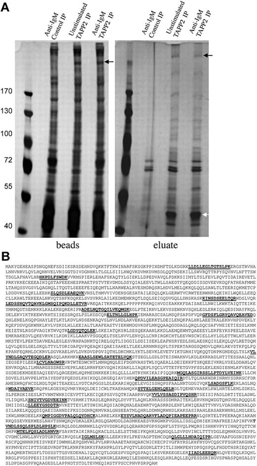 Figure 2. Proteins coimmunoprecipitated and coeluted with TAPP2. (A) Protein extract from 160 × 106 BJAB cells overexpressing untagged TAPP2 were used in scaled-up TAPP2 immunoprecipitations, followed by elution with 10 μg/mL TAPP2 epitope peptide. Where indicated, cells were stimulated for 10 minutes with 10 μg/mL anti-BCR before protein isolation. Bead-bound and eluted fractions were separated on 7% SDS-PAGE gels and stained with SilverSnap mass spectrometry–compatible protein stain. The white arrow indicates a 47-kDa band in TAPP2 eluates (obscured by the heavy chain of the IP antibody in the bead fractions). This band was excised and identified as TAPP2 by mass spectrometry. indicates a frequently observed high-molecular-weight band present only in TAPP2 IP lanes and eluting with TAPP2 epitope peptide. (B) The band indicated by the was excised, destained, processed with trypsin, and identified by mass spectrometry peptide fingerprinting as the cytoskeletal protein utrophin. The figure shows the amino acid sequence of utrophin, indicating the 27 unique tryptic peptides identified, spanning the protein sequence.