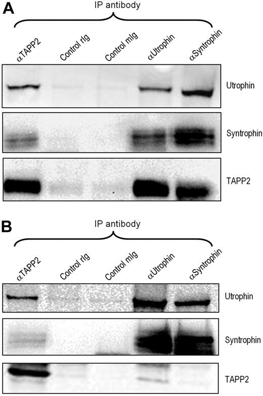 Figure 3. TAPP2 associates with the utrophin/syntrophin complex. NP-40 extracts from BJAB (A) or JVM-3 (B) cells were immunoprecipitated and blotted as indicated, demonstrating that the utrophin-syntrophin complex forms in lymphocytes and associates with TAPP2. rIg indicates rabbit IgG control; mIg, mouse IgG control.