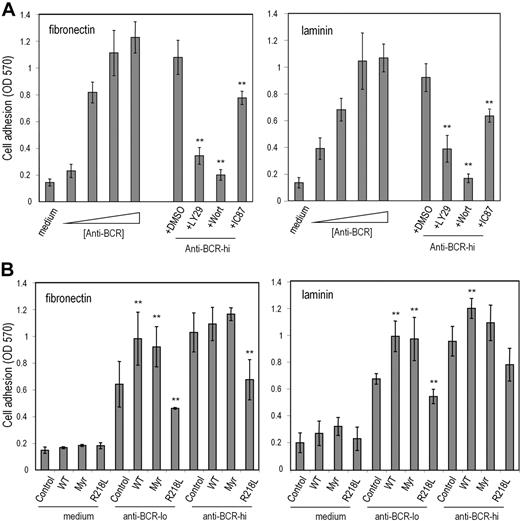 Figure 6. TAPP2 regulates cell adhesion to extracellular matrix proteins. BJAB cells were incubated in fibronectin- or laminin-coated wells under the indicated conditions. After 1 hour nonadhered cells were removed, and then plates were fixed and stained with crystal violet. Stained cells were dissolved in SDS buffer and the optical density at 570 nm was read on an absorbance plate reader. (A) BCR cross-linking induces a PI3K-dependent increase in B-lymphoma cell adhesion to laminin and fibronectin. (Right bars) BJAB cells were stimulated with increasing doses of anti-BCR or in medium alone during the 1-hour adhesion assay. The triangle indicates increasing concentrations of anti-BCR stimulus (0.01, 0.1, 1, or 10 μg/mL). (Left bars) Cells were stimulated with 10 μg/mL anti-BCR during adhesion assay together with addition of PI3K inhibitors or DMSO diluent containing no inhibitor (DMSO indicates 0.5% DMSO with no inhibitor; LY29, 50μM LY294002; Wort, 50 nM wortmannin; and IC87, 50μM IC87114). (B) BJAB transfectants expressing the indicated TAPP2 proteins were assessed for BCR-induced adhesion (Control indicates untransfected BJAB; WT, BJAB expressing wild-type TAPP2; Myr, expressing myristoylated TAPP2; and R218L, expressing PH mutant TAPP2). Anti–BCR-lo denotes stimulation with 0.1 μg/mL concentration, whereas anti–BCR-hi denotes stimulation with 1 μg/mL. Note that at 0.1-μg/mL dose, all TAPP2 transfectants showed significantly altered adhesion compared with control BJAB cells (**P < .05 by Student t test). Results shown represent average and SE obtained from 3 to 5 independent experiments, and are representative of data obtained with at least 2 independent stable transfectants.