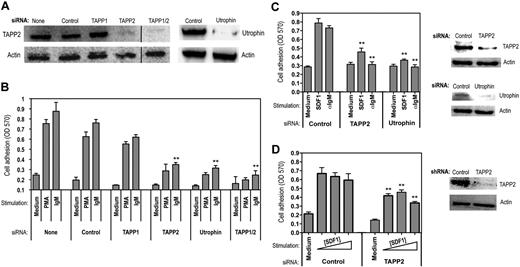 Figure 7. siRNA knockdown of TAPP2 or utrophin inhibits lymphocyte adhesion. (A) BJAB cells were transfected with synthetic siRNAs using a lipid transfection vehicle and harvested after 48 hours. Cell viability was similar under all conditions. TAPP2 expression in the indicated siRNA-treated populations was then assessed by Western blot. (Right panels) Utrophin expression in BJAB cells treated with control or utrophin-specific siRNAs, as determined by utrophin immunoprecipitation and Western blot. (B) Various siRNA-treated populations (indicated by bottom labels) were assessed for adhesion to fibronectin-coated plates in the presence of anti-IgM (1 μg/mL) or PMA (50 ng/mL) stimulation. Results represent the average and SD of triplicate wells from a representative experiment (1 of 5). **P < .05 in a Student t test comparing the indicated specific siRNA-treated groups to the corresponding IgM-stimulated control siRNA group. (C) JVM-3 cells were transfected with control, TAPP2, or utrophin siRNAs using the method described in panel A. Cells were then assayed for adhesion in the presence of anti-IgM (1 μg/mL) or SDF1 (0.5 μg/mL). Results indicate the average and SEM of 2 independent experiments (6 replicate wells). **P < .05 in a Student t test comparing the specific siRNA-treated groups to the correspondingly stimulated control siRNA group. Right panels show Western blot analysis of TAPP2 and utrophin in the siRNA-treated cells. (D) Nalm-6 cells were transduced with lentiviral vectors expressing control or TAPP2-specific shRNAs and then assayed for adhesion in the presence of increasing SDF1 concentrations (0.2, 0.5, 1 μg/mL), indicated by a triangle. Results indicate the average and SEM mean of 2 independent experiments (6 replicate wells). **P < .05 in a Student t test comparing the TAPP2 shRNA-transduced group to the correspondingly stimulated control shRNA group. Right panel shows Western blot analysis of TAPP2 in the cells transduced with shRNA-lentivirus.