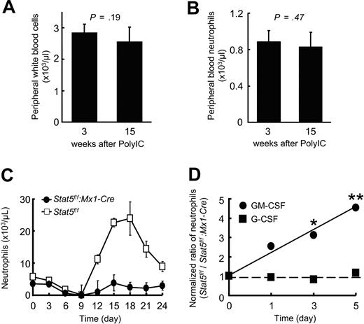 Figure 1. Suppression of 5-FU and GM-CSF–induced granulopoiesis in STAT5f/f:Mx1-Cre mice. Persistent reduction of peripheral neutrophils in Stat5a/b-mutant mice in homeostasis without compensatory influences over time. (A) Similar peripheral white blood cell and (B) peripheral neutrophil counts of the same Stat5f/f:Mx1-Cre mice (n = 7) 3 weeks and 15 weeks after the last PolyIC injection. (C) Granulopoiesis after 5-FU injection. On injection of 5-FU, peripheral neutrophils from Stat5f/f and Stat5f/f:Mx1-Cre mice were counted every 3 days. Data are mean ± SD; n = 5 mice per group. (D) In vivo administration of G-CSF and GM-CSF. Stat5f/f and Stat5f/f:Mx1-Cre mice were injected subcutaneously with G-CSF or GM-CSF, and peripheral blood was collected daily 6 hours after injection. The ratio of neutrophils in Stat5f/f mice (n = 7) to the neutrophils in Stat5f/f:Mx1-Cre mice (n = 7) is shown. The ratio at day 0 was normalized to 1. *P < .05, **P < .01, fold increase of neutrophils in Stat5f/f versus Stat5f/f:Mx1-Cre mice on cytokine injection.