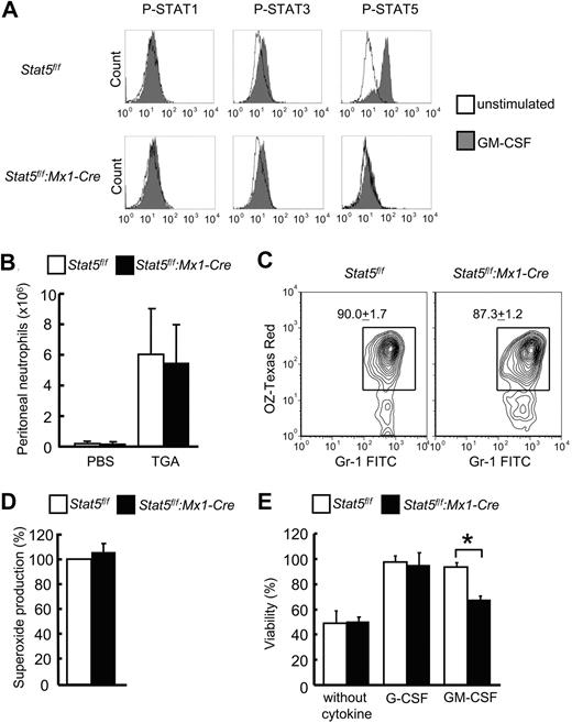 Figure 2. Stat5a/b-null neutrophils have normal functions but are less responsive to GM-CSF–permitted survival. (A) Phosphoflow cytometry for STAT1, STAT3, and STAT5A in neutrophils derived from bone marrow of Stat5f/f and Stat5f/f:Mx1-Cre mice. Cells were stimulated with GM-CSF for 15 minutes after 3 hours of starvation. One representative experiment is displayed (n = 5 experiments). Control experiments are shown in supplemental Figure 2. (B) Migration assay by the induction of peritoneal exudates induced by the intraperitoneal injection of sodium TGA. At 4 hours after injection, peritoneal neutrophils from Stat5f/f and Stat5f/f:Mx1-Cre mice were counted. Data are mean ± SD (n = 18 mice per group for TGA, n = 4 mice per group for phosphate-buffered saline). (C) Phagocytosis assay with bone marrow neutrophils from Stat5f/f and Stat5f/f:Mx1-Cre mice. Flow cytometry determined the level of phagocytosis of Texas Red–conjugated opsonizing zymosan in Gr1+ neutrophils. Data are mean ± SD; n = 3 mice per group. One representative experiment is shown. (D) Oxidative burst assay. Superoxide production was determined in bone marrow mature neutrophils from Stat5f/f and Stat5f/f:Mx1-Cre mice. Cells were preincubated with hydroethidine and then activated by phorbol myristate acetate. Results (mean ± SD) are given as percentage to the control; n = 3 mice per group. (E) Survival assay. Bone marrow neutrophils from Stat5f/f and Stat5f/f:Mx1-Cre mice were cultured as indicated for 36 hours. Data are means ± SD (n = 3 mice per group). *P = .02.