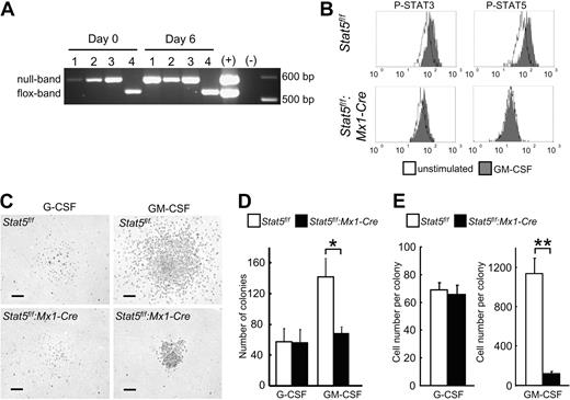 Figure 3. Reduced colony-forming potential of Stat5a/b-null GMPs. (A) Complete deletion of Stat5a/b in all GMPs from Stat5f/f:Mx1-Cre mice after PolyIC administration. No outgrowth of Stat5f/f cells after 6 days of culture. #1, #2, and #3 indicate independent experiments with cells from Stat5f/f:Mx1-Cre; #4, Stat5f/f. (B) Phosphoflow cytometry of GMPs revealed STAT5 activation by GM-CSF, and no aberrant STAT3 activation in GMPs from Stat5f/f:Mx1-Cre. One representative experiment of 2 is shown. (C-E) Colony formation assay with GMPs from Stat5f/f and Stat5f/f:Mx1-Cre mice cultured with either G-CSF or GM-CSF. Scale bars represent 100 μm. (D) The number of colonies from Stat5a/b-null GMPs cultured in GM-CSF was reduced. No difference in colony formation was observed with G-CSF. Data are mean ± SD; n = 3 independent experiments *P = .03. (E) Colonies derived from Stat5a/b-null GMPs cultured in GM-CSF were significantly smaller, consisting of much fewer cells; no difference was seen in G-CSF–derived colonies. Data are mean ± SEM. For G-CSF n = 40 colonies of each group from 2 experiments, for GM-CSF n = 45 colonies of Stat5f/f, for Stat5f/f:Mx1-Cre n = 37 colonies from 2 experiments. **P < .001.