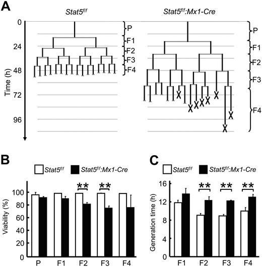 Figure 4. Impaired proliferation and survival of Stat5a/b-null GMPs cultured with GM-CSF. Time-lapse microscopy and single-cell tracking were used to determine generation times and survival rates of GMPs and their progeny cultured in the presence of GM-CSF through 5 generations. (A) Typical GMP pedigrees generated by single-cell tracking. X represents cell death. (B) STAT5A/B-dependent survival. Initiating GMPs are referred to as parental cells (P). (C) Average generation time of all cells within 1 generation. For each experiment, more than 30 initiating GMPs and their progeny were tracked up to the fifth generation. Data are mean ± SD of 3 independent experiments (n > 30 pedigrees per experiment). **P < .01 in panels B and C.