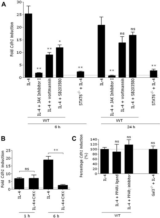 Figure 2. De novo–synthesized, STAT6-dependent factors are necessary for Cdh1 transcription. (A) WT BALB/c thio-PEMs, either pretreated or not with 100nM JAK inhibitor I, 50nM wortmannin (PI3K inhibitor), or 6μM SB203580 (p38 MAPK inhibitor), were IL-4 steered for 6 or 24 hours. STAT6−/− BALB/c thio-PEMs were IL-4 steered during 6 or 24 hours. (B) BALB/c thio-PEMs were pretreated with cycloheximide to block de novo protein synthesis, followed by 1 or 6 hours of IL-4 stimulation, and Cdh1 expression was determined. The fold induction of gene expression relative to the expression in the corresponding non–IL-4–treated thio-PEMs (n = 1) is shown. (C) WT BALB/c thio-PEMs, whether or not pretreated with 10μM GW9662 (PPAR-γ inhibitor) or 10μM L-165, 041 (PPAR-δ ligand), were IL-4 steered for 24 hours. Fold Cdh1 induction in IL-4–treated thio-PEM is set to 100%, and the effect of PPAR modifiers is shown relative to this level. WT or Gal3−/− C57BL/6 thio-PEMs were IL-4–stimulated for 24 hours, and the fold induction in IL-4–treated Gal3−/− thio-PEMs is shown relative to the induction level in WT thio-PEMs (100%). Values represent the mean ± SEM of 3 mice.*P < .05. **P < .01. ns indicates not significant.