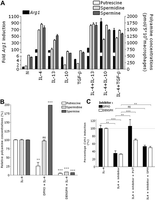 Figure 3. Arginase-1–dependent synthesis of polyamines is important for IL-4–mediated Cdh1 induction in mouse macrophages. (A) BALB/c thio-PEMs were stimulated for 24 hours with indicated cytokines. The fold Arg1 induction relative to the expression in untreated macrophages (= 1) is shown (left y-axis). Intracellular polyamine concentrations were determined and shown as pmol/5 × 106 macrophages (right y-axis). (B) thio-PEMs were pretreated for 24 hours with DFMO or DENSPM, and after an additional 24 hours of IL-4 stimulation, intracellular polyamine concentrations were measured and plotted relative to the polyamine levels in nondepleted IL-4–treated macrophages (100%). (C) Same as panel B, with or without 10μM putrescine (PUT) or spermine (SPM) supplementation. The fold Cdh1 induction in polyamine-depleted IL-4–treated thio-PEM is shown relative to the induction level in IL-4–treated thio-PEMs (100%). Values represent the mean ± SEM of 3 mice. **P < .01. ***P < .001. ns indicates not significant.
