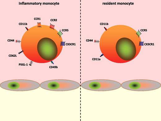 Figure 1. Phenotype of monocyte subsets. Inflammatory (left) and resident (right) monocytes differentially express cell adhesion molecules and chemokine receptors, thus implying alternate recruitment mechanisms.