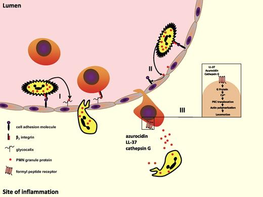 Figure 2. PMN granule proteins induce monocyte adhesion and recruitment of inflammatory monocytes. (I) Granule proteins discharged from adherent PMNs anchor on endothelial proteoglycan side chains. In this location, they are recognized by monocytes rolling along the endothelium. Subsequent monocyte activation allows for their firm adhesion. (II) Granule proteins activate endothelial cells to express cell adhesion molecules such as ICAM-1 and VCAM-1 leading to enhanced monocyte adhesion. (III) Azuorcidin, LL-37, and cathepsin G released from emigrated PMNs induce extravasation of inflammatory monocytes by use of formyl peptide receptors.