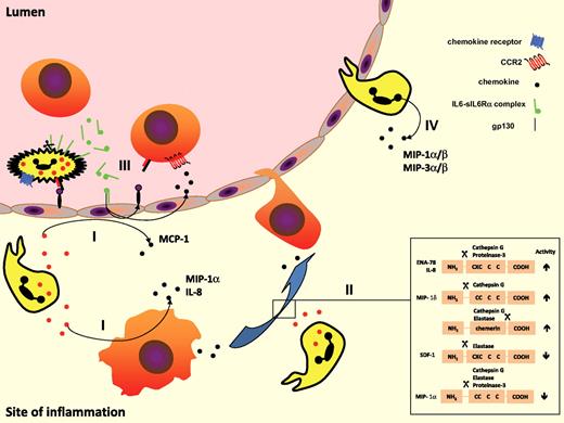 Figure 3. PMN-mediated interference with the chemokine network promotes monocyte efflux. (I) PMN granule proteins promote de novo synthesis of monocyte-attracting chemokines such as MCP-1 and MIP-1α by neighboring endothelial cells and macrophages. (II) PMN-derived proteases cleave chemokine proforms either enhancing or attenuating their monocyte attracting capacities. (III) Complexes of soluble IL-6 and IL-6R shed from PMNs activate endothelial cells via gp130 to synthesize MCP-1 and VCAM-1. (IV) In the presence of appropriate stimuli (eg, fMLP, TNF, LPS), PMNs produce and secrete monocyte-attracting chemokines themselves.