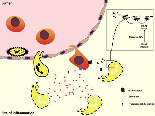 Figure 4. Apoptotic PMN attract monocytes. (I) Apoptotic PMNs release neutrophil extracellular traps (NETs) with trapped granule proteins that may attract inflammatory monocytes. (II) Lysophosphatidylcholine (LPC) is released from apoptotic cells in a caspase-3–dependent manner. LPC then activates monocytic G2A receptor–inducing monocyte recruitment.