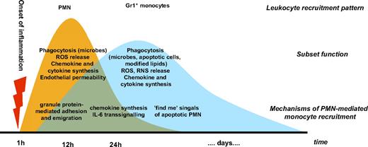 Figure 5. Integrated view of the PMN-monocyte axis in inflammation. PMNs are rapidly recruited to the site of inflammation. Granule proteins allow for almost instant recruitment of inflammatory monocytes. Mechanisms requiring de novo synthesis of adhesion molecules and chemokines come into effect at later time points. Finally, signals generated by apoptotic PMNs attract inflammatory monocytes. Thus, the axis of PMNs and Gr1+ monocytes provides an acceleration of proinflammatory events.