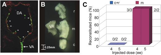Figure 1. HSC localization. (A) Transverse cryosection of an E11 Ly-6A GFP+ embryo (GFP in green) costained for the endothelial marker CD34 (red, Cy5; mounted with Vectashield; Vector Laboratories) showing the dorsal aorta with intra-aortic clusters marked by asterisks and the joining vitelline artery indicated by a white arrow. Ventral, down. DA indicates dorsal aorta; and VA, vitelline artery. Pictures were taken on a Zeiss LSM510NLO/FCS confocal microscope with a 40×/1.3 NA objective and images were analyzed with Zeiss LSM image software (both from Carl Zeiss BV). (B) Subdissection of an embryonic day (E) 11 dorsal aorta. Ventral, left; rostral, top. r indicates rostral; m, middle; and c, caudal. Aortae were dissected under a Nikon SMZ800 dissection microscope (Nikon), pictures were taken with a Pixera Pro 150ES camera (Pixera), and images were analyzed with the Pixera Viewfinder software (Pixera). (C) Percentage of mice reconstituted with the different parts of the E11 dorsal aorta (rostral and caudal parts pooled) after transplantation into irradiated mice. The number of pooled, transplanted tissues (ie, m or r + c) is indicated as embryo equivalent (ee) and the number of repopulated mice/number of mice injected is indicated for each bar.