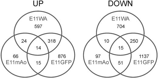 Figure 2. Number of differentially expressed genes. Venn diagrams showing (left) the number of genes more highly expressed in the E11 whole aorta (E11WA), E11 Ly-6A GFP+ cells (E11GFP), and the middle part of the E11 aorta (E11mAo), and (right) the number of genes showing the opposite expression pattern.