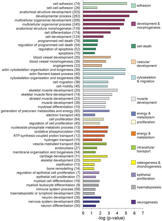 Figure 3. Functional enrichment in the total up-regulated gene population. List of biologic processes significantly enriched (P < .05) in the up-regulated gene population. The number of differentially expressed genes representative of a particular process is given in brackets.