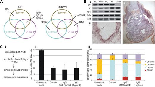 Figure 5. Igf2 affects AGM hematopoiesis. (A) Venn diagrams showing the populations in which Igf2 and its receptors and binding proteins demonstrated differential expression. (Bi) Semiquantitative RT-PCR showing the expression of Igf2 and its receptors in several hematopoietic tissues of an E11 embryo and in the AGM-derived supportive stromal cell line UG26-1B6. (Bii) In situ hybridization on an E11 embryo section with a riboprobe specific to Igf2. Stained sections were mounted with Hydromount. DA indicates dorsal aorta; FL, fetal liver; M, myotome; and UGR, urogenital ridge. (Biii) Igf2 mRNA expression in the E11 dorsal aorta (ventral, down). Arrow highlights Igf2 expression in the intra-aortic cluster. Pictures were taken with a Zeiss AxioSkop2 Wide-Field Microscope fitted with a Zeiss AxioCam MRc5, and images analyzed with the Zeiss AxioVision software (all from Carl Zeiss Ltd). Objectives used were 5×/0.15 NA (ii) and 20×/0.45 NA (iii). (Ci) Outline of experiment to test the effect of Igf2 on colony formation from E11 AGM cells. (Cii) Bar graph showing the total number of colonies obtained from freshly isolated AGMs or from AGM cells after culture with or without Igf2 (n = 3). In the control cultures an equal volume of diluent was added. (Ciii) Bar graph showing the percentage of colony type obtained in each condition. Error bars indicate SD.