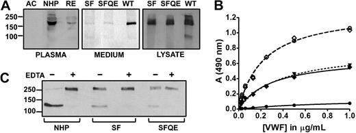 Figure 1. Expression levels, activity, and site specificity of S119F. (A left) Representative Western blot of endogenous ADAMTS13 in acute (AC) and remission (RE) phase of the propositus and in NHP. Blotted protein was detected with anti-ADAMTS13 mAb17B10 and GAM-HRP. Secondary antibody al1 was negative (not shown). (A middle and right) Transient expression of wild-type rADAMTS13 (WT), and mutants S119F (SF) and S119F/Q448E (SFQE). Protein in medium (middle) and cell lysate (right) was detected with peroxidase-labeled anti-V5 antibodies. (B) VWF collagen binding ELISA to assess residual VWF activity. Purified multimeric VWF (10 μg/mL) was incubated with 0.6nM ADAMTS13 in NHP (●), or 0.6nM rADAMTS13 S119F (♦) or S119F/Q448E (▾, dotted line) for 16 hours in 1M urea. All reactions were inhibited by 10mM ethylenediaminetetraacetic acid (EDTA; dashed lines) as shown for NHP (○) and S119F (◇). (C) Analogous samples as in panel B, in the presence (+) or absence (−) of EDTA, were analyzed in Western blot under reducing conditions where VWF product bands were detected by anti-A1 domain mAbs and GAM-HRP.