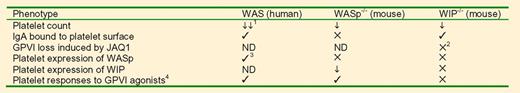 Comparison of phenotypes between human WAS, mouse WASp−/−, and mouse WIP−/− platelets. (1) WAS platelet volume is also reduced. (2) Anti-GPVI antibody JAQ1 induces shedding of surface GPVI in wild-type mouse platelets, and partially in those WIP−/− mice that do not have surface IgA bound. However, the majority (76%) of WIP−/− mice show IgA bound to the platelet surface, and this correlates with complete protection from GPVI shedding. (3) WAS patients show a variety of mutations in the WASp gene. Coding mutations most commonly arise in the N-terminal WH1 domain. (4) Responses measured included shape change, actin assembly, Arp2/3 activation, PLCγ2 phosphorylation, cytosolic calcium rise, α-granule secretion, and αIIbβ3 activation. ND indicates not determined.