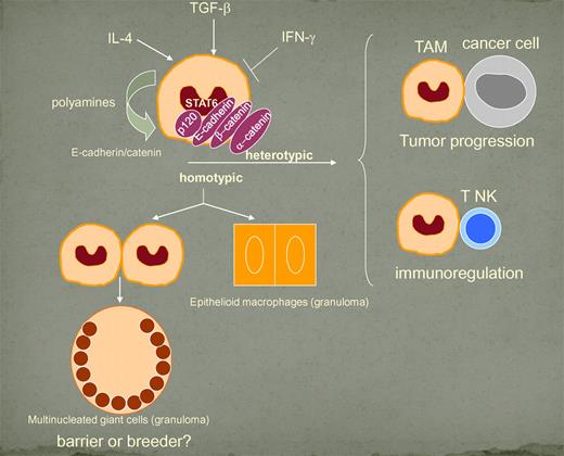 Regulation and significance of E-cadherin up-regulation. The scheme is based on the paper by Van den Bossche et al. The role of E-cadherin in formation of epithelioid cells is proposed.