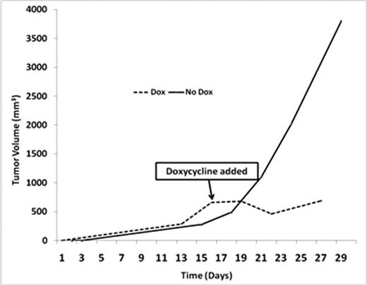 Figure 1. Tumor measurement from mice transplanted with MM cells containing a doxycycline inducible c-FLIP shRNA vector (+/− doxycycline).