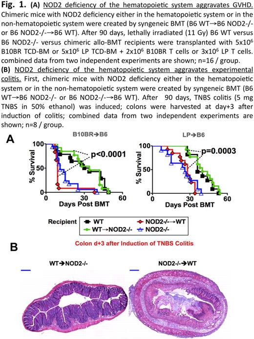 Fig. 1. (A) NOD2 deficiency of the hematopoietic system aggravatges GVHD. Chemeric mice with NOD2 deficiency either in the hematopoietic system or in the non-hematopoietic system were created by syngeneic BMT (B6 WT → B6 NOD2-/- or B6 NOD2-/→ B6 WT). After 90 days, lethally irradiated (11 Gy) B6 WT versus B6 NOD2-/- versus chemeric allo-BMT recipients were transplanted with 5×106 B10BR TCD-BM or 5×106 LP TCD-BM + 2×106 B10BR T Cells or 3×106 LP T cells. combined date from two independent experiments are shown; n = 16/group. (B) NOD2 deficiency of the hematopoietic system aggravates experimental colitis. First, chemeric mice with NOD2 deficiency either in the hematopoietic system or in the non-hematopoietic system were created by syngeneic BMT (B6 WT→B6 NOD2-/- or B6 NOD2-/-→ B6 WT). After 90 days, TNBS colitis (5 mg TNBS in 50% ethanol) was induced; colons were harvested at day+3 after induction of colitis; combined data from two independent experiments are shown; n=8 / group.