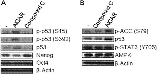 Figure 1. AMPK regulates Nanog expression. (A) R1 mouse ES cells were treated with AICAR (0.5mM) or Compound C (0.005mM) for 24h, and then cells were collected and lysed. (B) R1 cells were treated with AICAR or Compound C for 9h. The levels of indicated proteins were measured by western blotting.