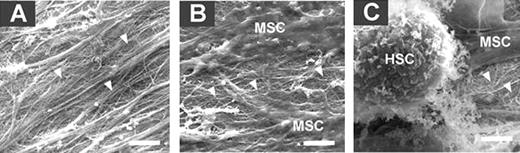 Figure HSC-MSC co-culture on preformed ECM substrates. (A) MSC-derived ECM (from standard MSC culture) following cell lysis (complete absence of cells). (B) Growth of a new set of MSCs on ECM substrates as shown in (A). (C) HSC-MSC co-culture on ECM substrates. Scale bars at 2μm. Arrow heads point out ECM structures.