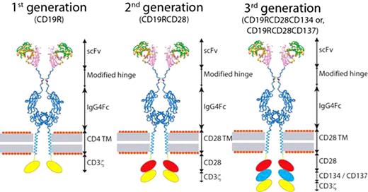 Figure. Schematic of first (CD19R), second (CD19RCD28), and two third (CD19RCD28CD137 and CD19RCD28CD134) generation CD19-specific CARs (shown as homodimers on the cell surface) expressing one, two, or three T-cell signaling chimeric endodomains. TM = transmembrane.