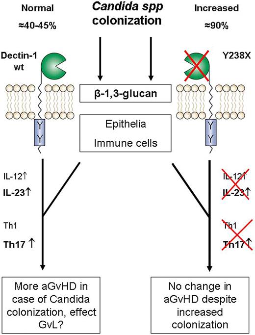 Figure 1:. Simplified hypothesis on the role of dectin-1, polymorphism Y238X, and Candida colonization on acute GvHD and possibly GvL.