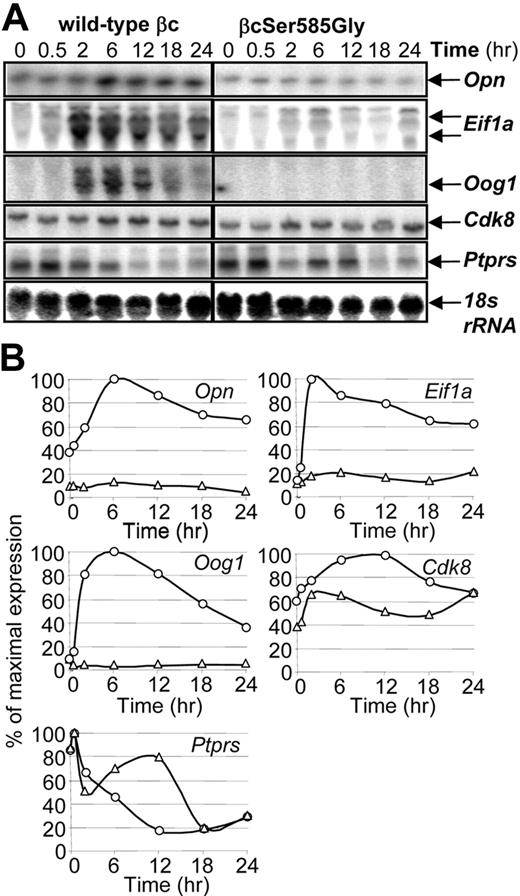 Figure 2. Ser585 regulates the expression of specific genes. CTL-EN cells expressing either the wild-type βc or the βcSer585Gly mutant were stimulated with GM-CSF for the indicated times after which time total RNA was purified and subjected to Northern analysis by using 32P-labeled cDNA probes (A). The Northern blot signals for each gene in CTL-EN cells expressing the wild-type βc (○) and βcSer585Gly mutant (Δ) were quantified by ImageQuant analysis from PhosphorImager screens and plotted as a percentage of the maximum signal observed (B).