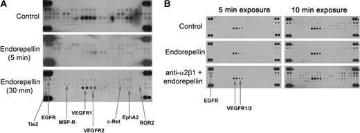 Figure 1. Endorepellin provokes dephosphorylation of multiple RTKs through the integrin α2β1 receptor. (A) Antibody array recognizing 42 distinct RTKs incubated with HUVEC extracts from cells maintained for 5 and 30 minutes in the absence or presence of endorepellin (100 nM) and probed with anti–phosphotyrosine antibody. HUVECs grown on collagen type I were serum-starved for 1 hour before the addition of endorepellin. The major affected RTKs are labeled and indicated by arrows. (B) Experiment as in panel A, with the exception of that the lower panel was preincubated for 1 hour with 10 μg/mL integrin α2 blocking antibody 1998z prior endorepellin stimulation (100nM) for 5 minutes. Different exposures of the membranes (2 and 5 minutes) are shown for easier visualization of changes. Control represents extract from untreated serum-starved HUVECs.