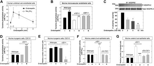 Figure 2. Endorepellin evokes tyrosine phosphatase activity in an integrin α2β1–dependent manner. (A) Endorepellin induces dynamic changes in the ability of HUVECs to dephosphorylate phospho-tyrosine peptides. Cells were incubated with Na3VO4 (1μM) 1 hour before endorepellin stimulation. (B) Tyrosine phosphatase activity of primary cultures of pulmonary microvascular endothelial cells isolated from either wild-type, α1β1−/−, or α2β1−/− mice. The cells were exposed for 5 minutes to endorepellin (25nM). Means ± SEMs (n = 3); **P < .01, ***P < .001. (C) An in vitro kinase assay showing that endorepellin induces a dynamic activation of enzymes responsible for VEGFR2 dephosphorylation. Immunoprecipitated phosphorylated VEGFR2 was exposed to lysates from HUVECs before being treated with endorepellin (100 nM) for the indicated time. Means ± SEMs of the relative VEGFR2 phosphorylation compared with time point 0 (n = 3); *P < .05, **P < .01. (D) Relative tyrosine phosphatase activity of wild-type or α2β1+ C2C12 cells after a 5-minute incubation with endorepellin (25nM). Means ± SEMs (n = 3); ***P < .001. (E) Adhesion of wild-type or α2β1+ C2C12 to collagen after a 30-minute incubation with endorepellin (25nM). Mean number of cells ± SEM (n = 3); ***P < .001. (F) Relative tyrosine phosphatase activity of murine UB epithelial cells after a 5-minute exposure to endorepellin (25nM). These cells include wild-type cells, which express undetectable levels of collagen-binding integrins, cells expressing the α2β1+, and cells expressing a chimeric integrin composed of the ectomembrane and transmembrane domains of the α2 subunit fused to the intracellular domain of the α1 subunit, designated α2(α1)β1. Means ± SEMs (n = 3); ***P < .001. (G) Conditioned medium-directed migration through collagen of wild-type, α2β1+, and α2(α1)β1 UB cells after a 20-minute exposure to endorepellin (25nM). Mean number of migrated cells ± SEM (n = 3); ***P < .001.