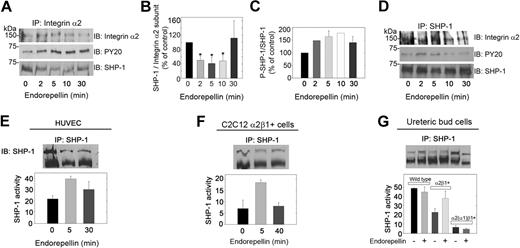 Figure 3. Integrin α2β1 is intimately associated with SHP-1. (A) Total HUVEC lysates from cells grown on collagen and stimulated with 25 nM endorepellin for 0, 2, 5, 10, or 30 minutes were immunoprecipitated (IP) with an integrin α2 antibody and immunoblotted (IB) with antibodies against integrin α2, phosphotyrosine residues (PY20), or SHP-1. (B) Quantification of SHP-1 associated with the integrin α2 subunit from experiments as shown in panel A. Means ± SEMs (n = 3); *P < .05. (C) Quantification of phosphorylated SHP-1. Means ± SEMs (n = 3). (D) Cell lysates treated as in panel A were immunoprecipitated with SHP-1 and probed for integrin α2, SHP-1, and phosphotyrosine. (E) Tyrosine phosphatase activity of immunoprecipitated SHP-1 from HUVECs treated with endorepellin (25 nM) for the indicated time intervals. The values in the bottom panel represent means ± SEMs (n = 3). (F-G) Immunoprecipitation of SHP-1 in C2C12 and UB cells with the designated genotypes after endorepellin treatment (25 nM) for 0, 5, and 40 minutes (F) and for 5 minutes (G). The values in the bottom panel represent means ± SEMs (n = 3).